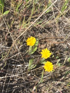 Tiny Yellow Flowers