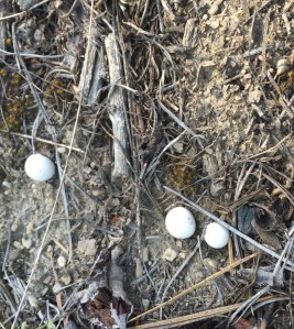 More Mimi Mushrooms. Would fill a mouses tiny plate!