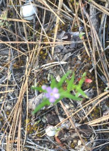 Tiny Purple Flowers for a Mouse Bouquet!