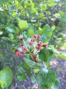 The Tiny Start to Syringa Berries 