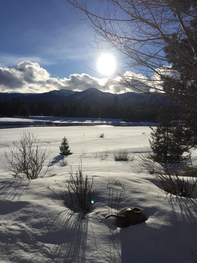 Things are starting to emerge out of the snow!